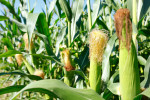 maize210