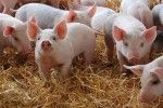 pigs1910
