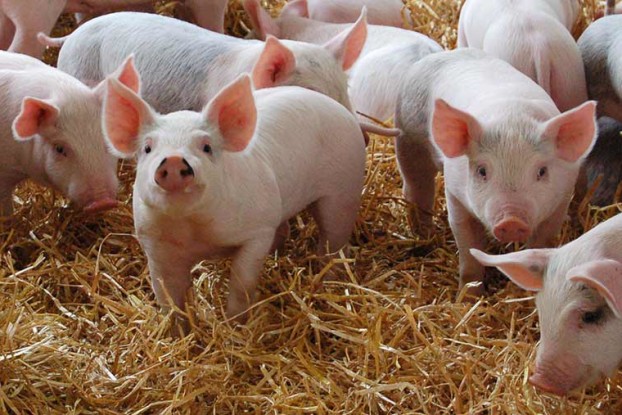 pigs1910