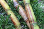 sugar cane2610