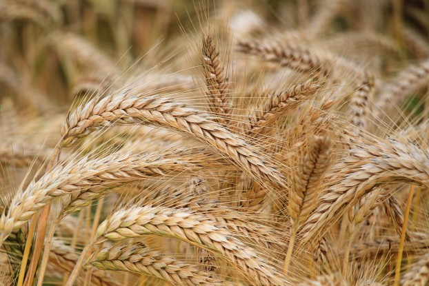 wheat1010