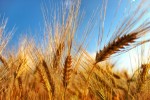 wheat1610