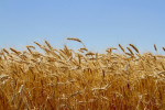 wheat210