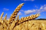 wheat310