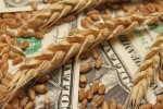 wheat-money-close-up