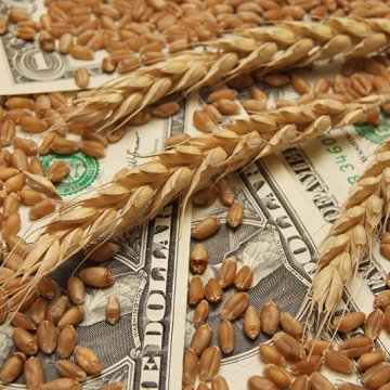wheat-money-close-up