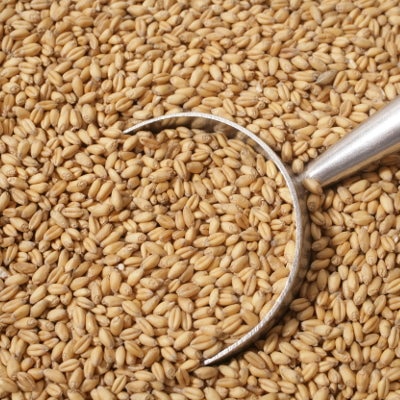 wheat-grain-biodynamic (1)