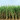 Frost damages 18% of Brazil sugar cane crop